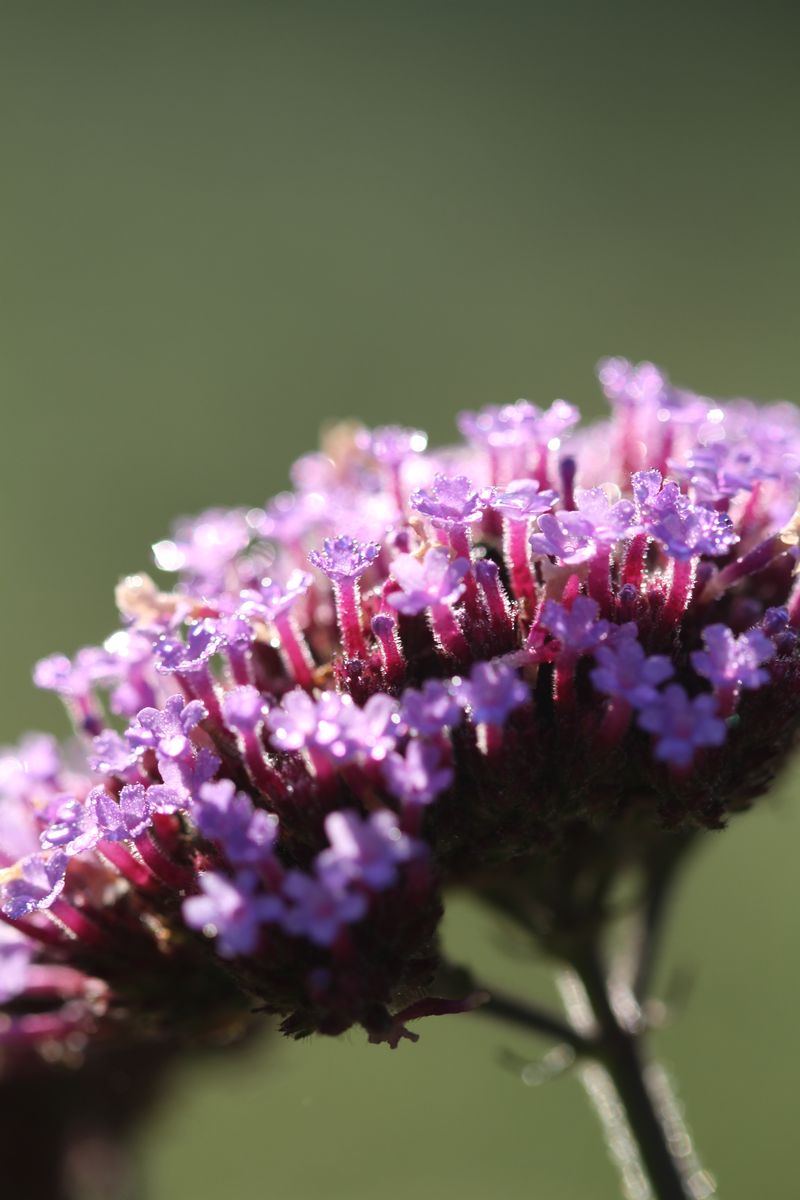 Verbena bonariensis