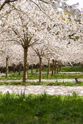 Alnwick Garden