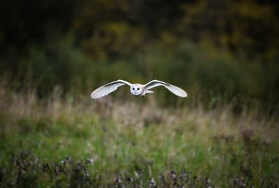Wildlife Ranger (1).jpg