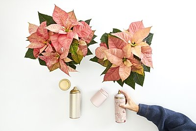 2022_poinsettia_04110_DIY_Advent_Calendar_with_Painted_Jars_02.jpg