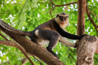 MonamonkeysinTafiAtomeMonkeySanctuaryWildlifenearWliWaterfalldreamstimem253021673_Ghana[1].jpg
