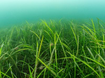 oct-blue-meadows-falmouth-seagrass.jpg