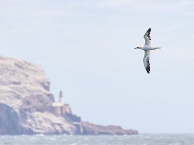 Gannet and Bass Rock (c) Jamie McDermaid, Scottish Seabird Centre.png