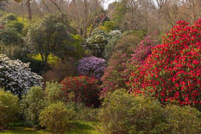 Westwood Valley, Wakehurst