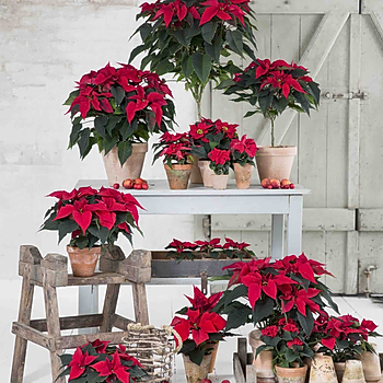 Poinsettia retail theatre 2.jpg