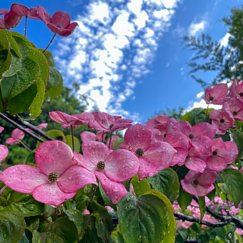 Summer-Flowering Dogwood-Tree-Pink Flower 1.jpg