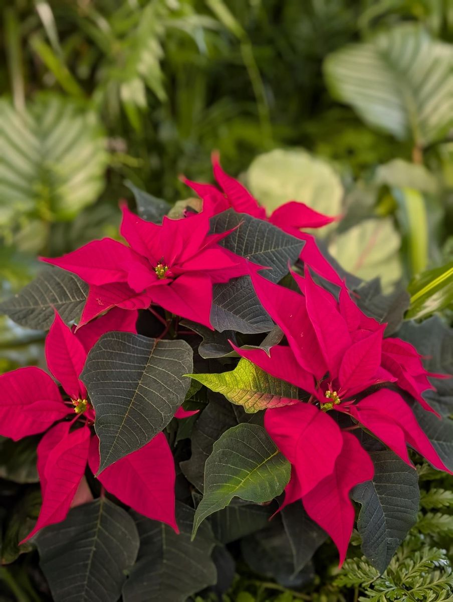 Hillier Garden Centres Unveils Exclusive New Poinsettia ‘Crown of Christmas’ for 2025, Supporting The King’s Foundation 
