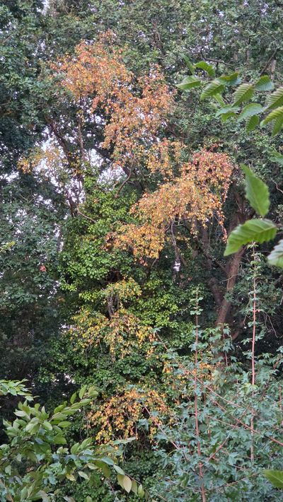 Autumn leaves 1.jpg