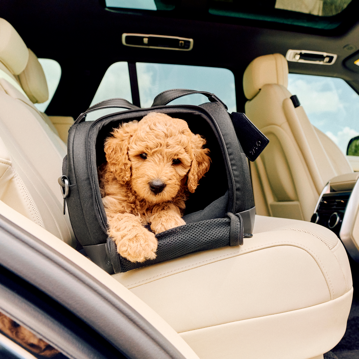 PRODUCT | Dupree Pet Car Seat and Carrier