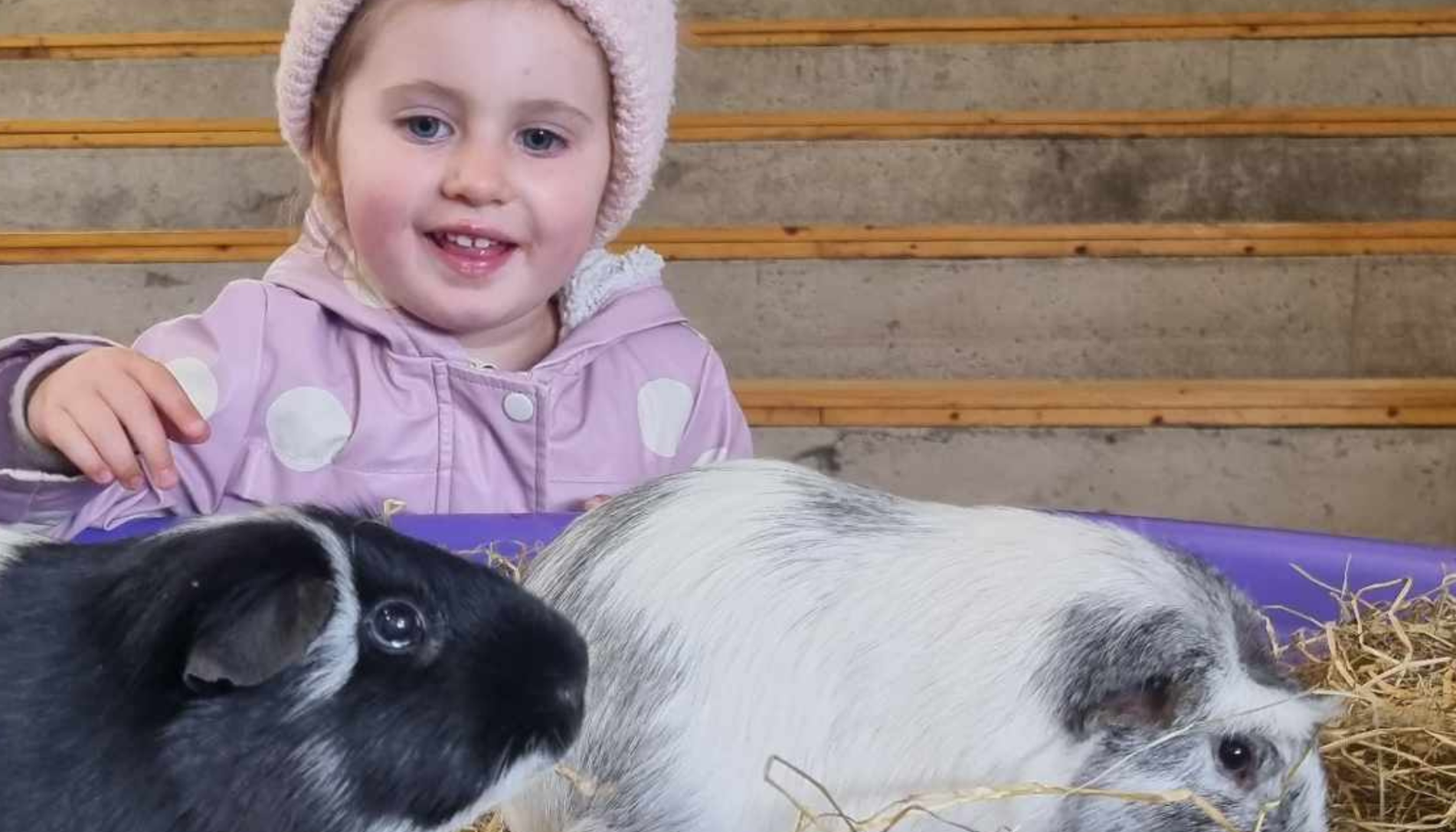 Child with animals at the Lakeland Maze Farm Park near Kendal, the Lake District, Cumbria.