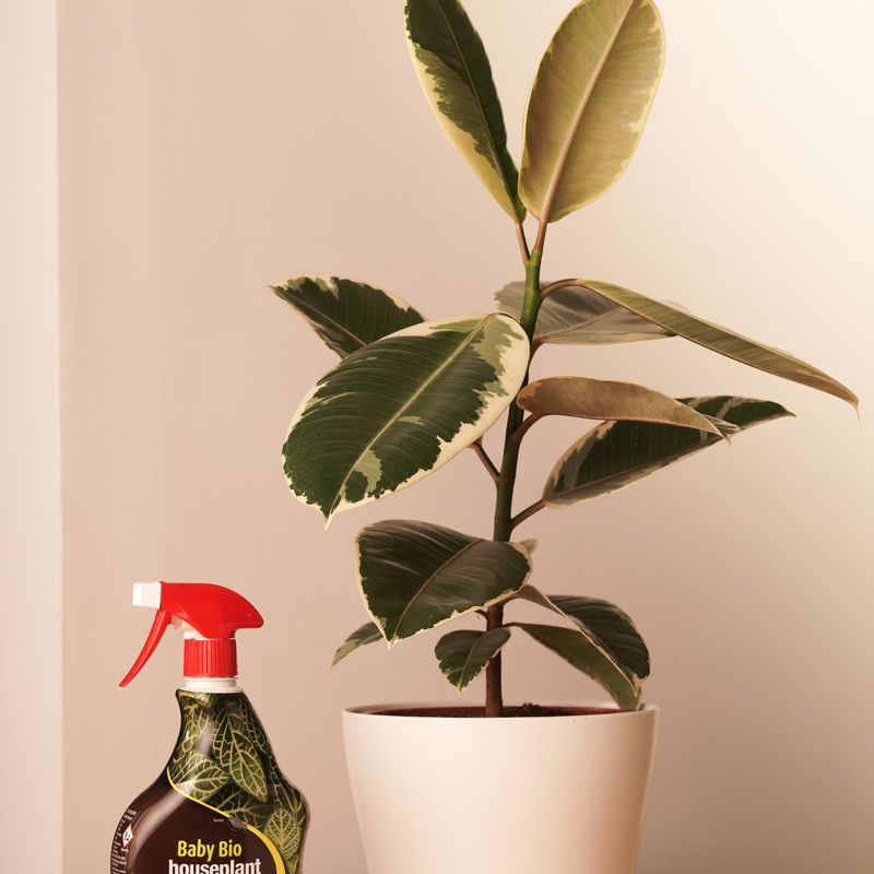 Baby Bio House Plant Bug Killer