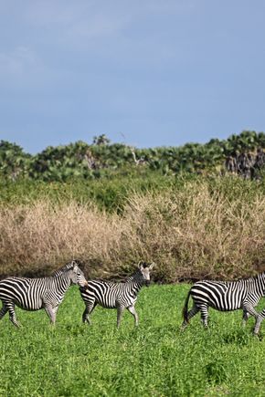 2022_Asilia Usangu Ed_Usangu Expedition Camp_Tanzania_Ruaha National Park_Emma_Zebras.jpg