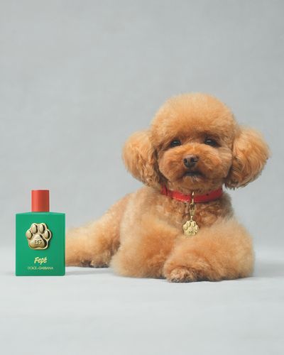 Fefe fragrance for dogs
