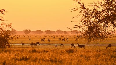 gorongosa-dusk-mozambique.jpg