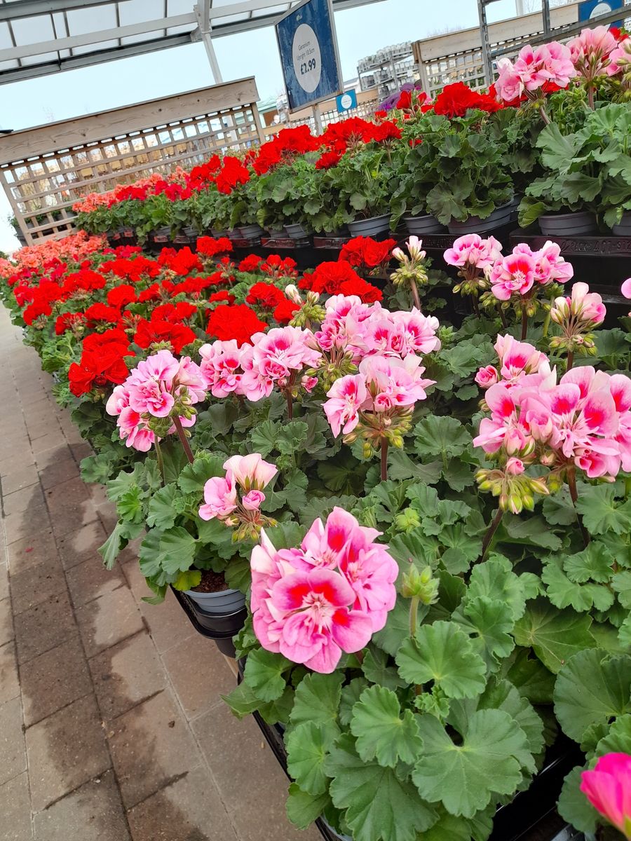 Geraniums