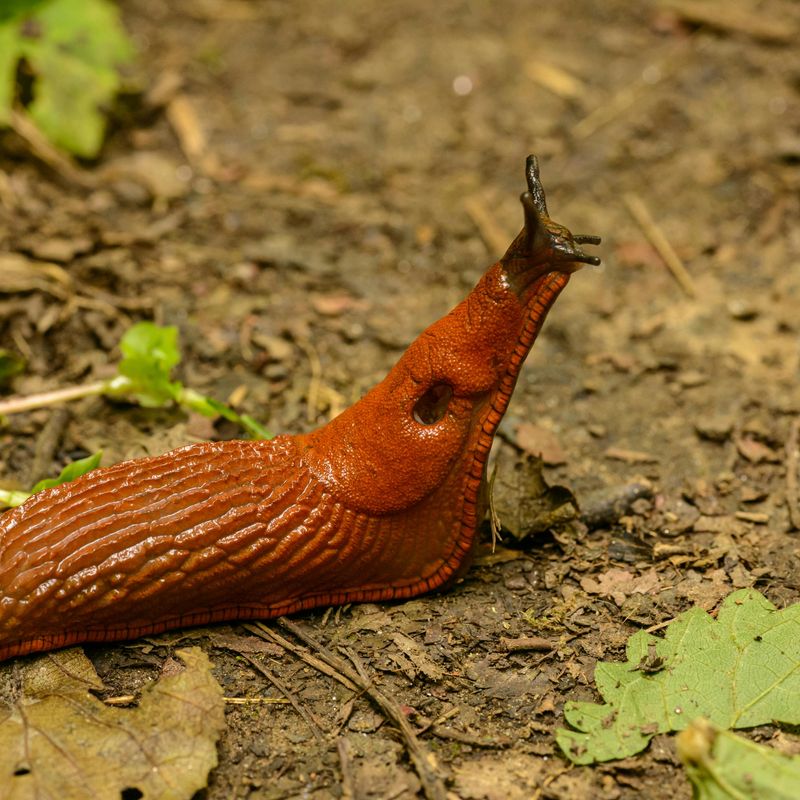 Common slug