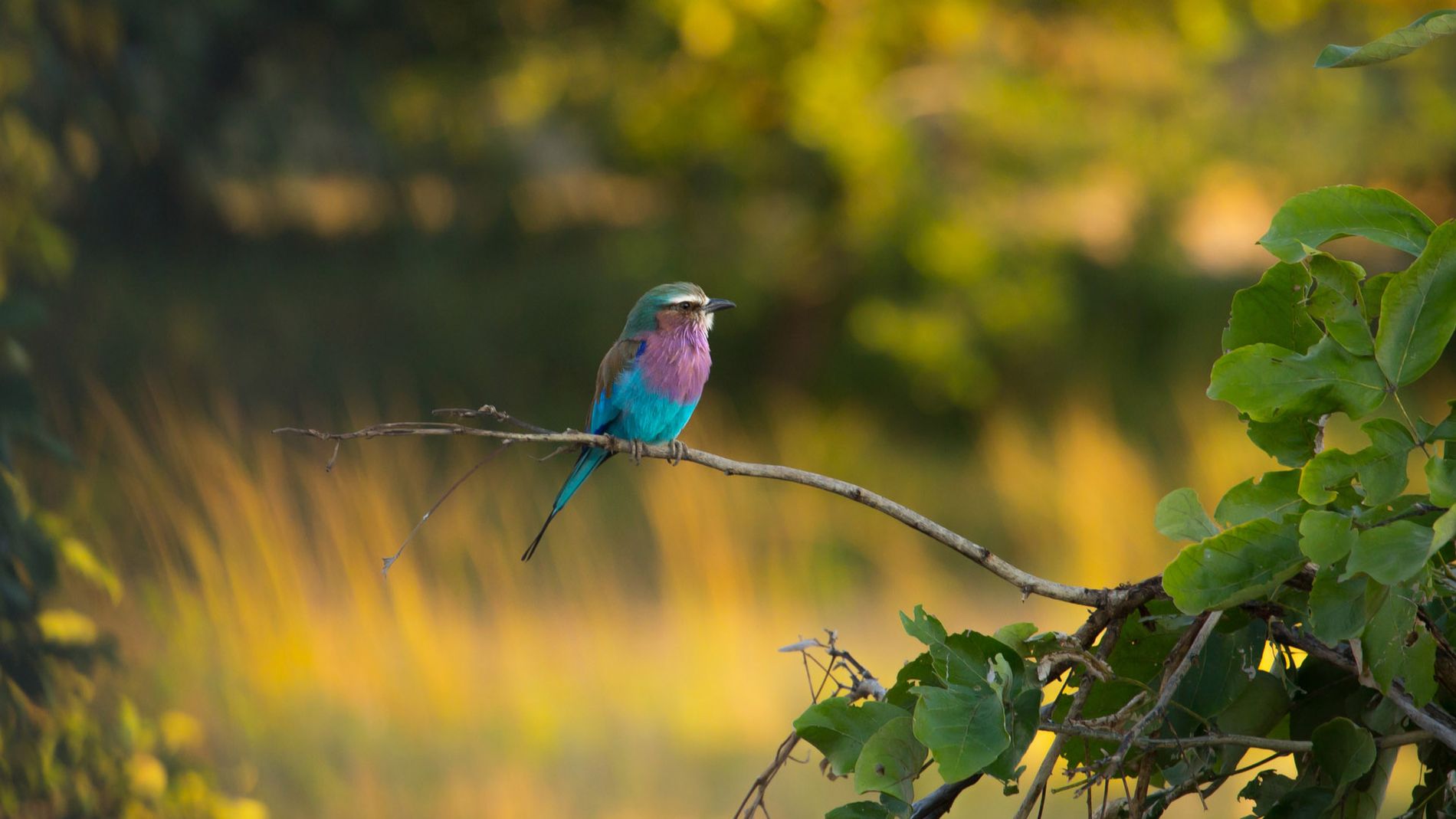 Lilac Breasted Roller - South Luangwa national park Zambia