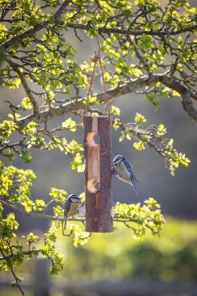 Bird feeder.jpg