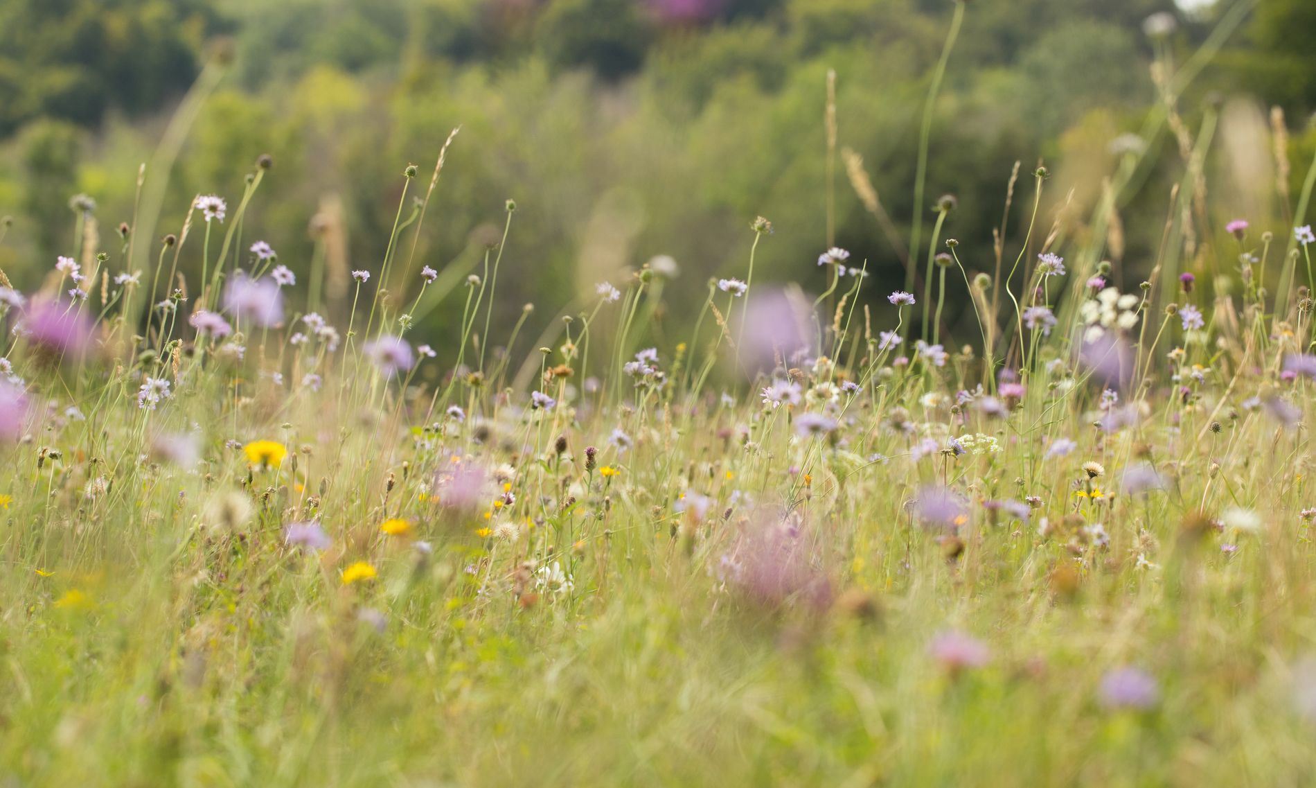 Surrey Wildlife Trust Sheepleas Chalk Grassland James Addler                                          