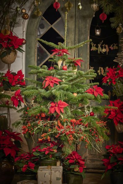 2023_poinsettia_02000_Cottagecore_Charm_39 (1).jpg