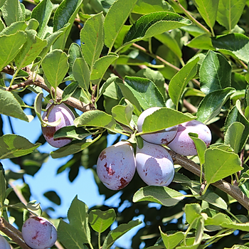 California Prune Board