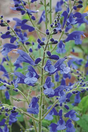 Salvia sagittata x 'Blue Butterflies'