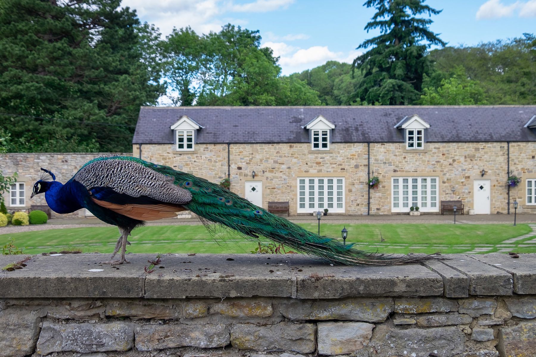 Resident peacock in front of Langley Castle Hotel's Castle View accommodation