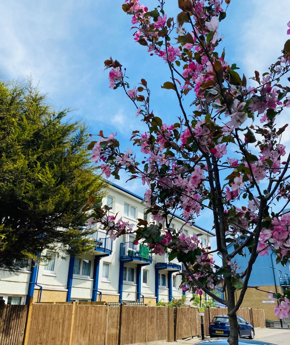 Malus Rudolph, Pepys Estate