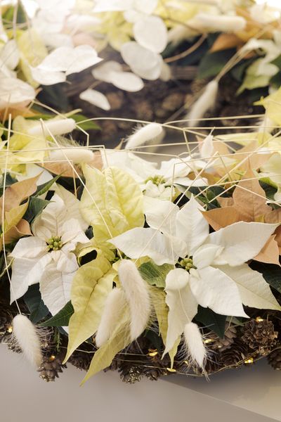 2020_poinsettia_06000_Christmas_floral_creativity_04.jpg