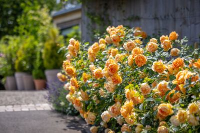Lady of Shallot, David Austin Roses