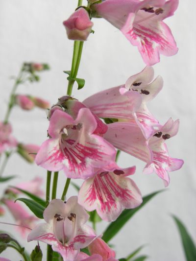 Penstemon 