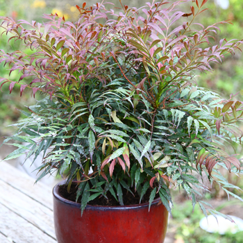 Mahonia eurybracteata subsp, ganpinensis 'Meteor' (Hillmah) 