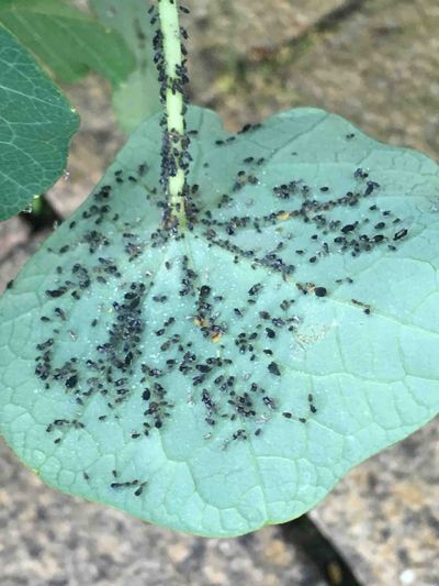 Aphids on nasturtium.jpg