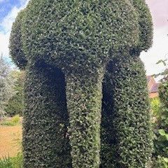 Angela Hawkins - Second Place in UK Home Gardener Category