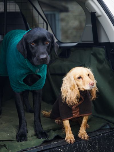 North Pennines, Old Rectory Influencer Stay_Dogs (3).jpg