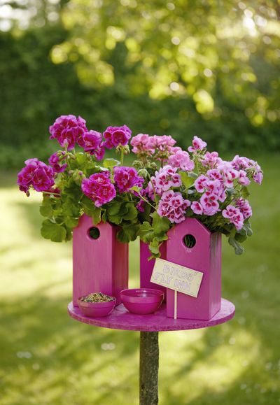 2022_Geraniums_6000_Colourful_Garden_Corners_11.jpg