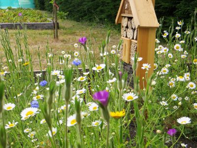 Seedball meadow.jpeg
