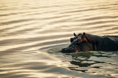 P_Asilia Lodges & Camps_Tanzania_Dar Es Salaam_Roho Ya Selous_Wildlife_Hippo.jpg