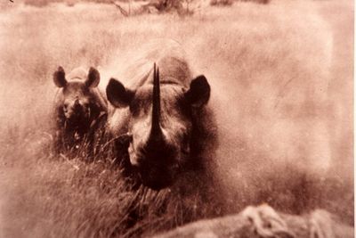 CHARGING+RHINO+[640x480].jpg