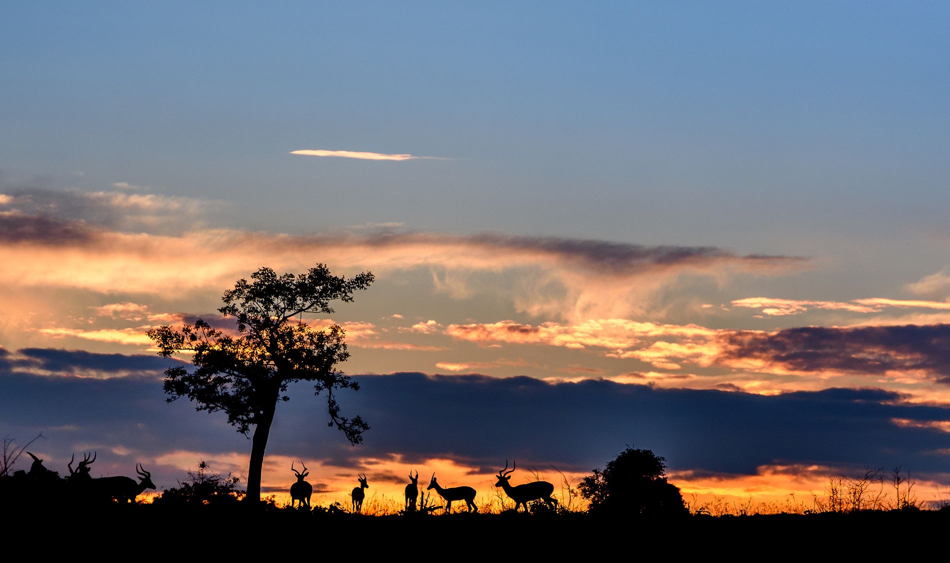 Sabi Bush Lodge