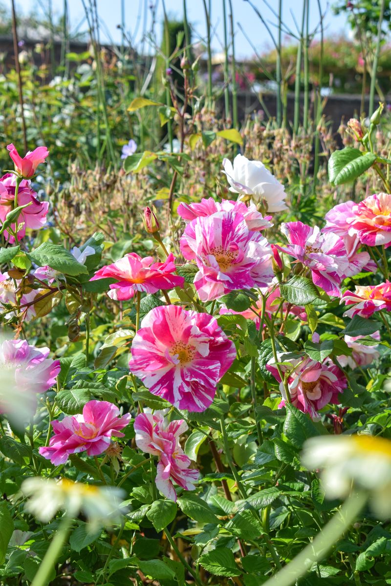 The King's Rose