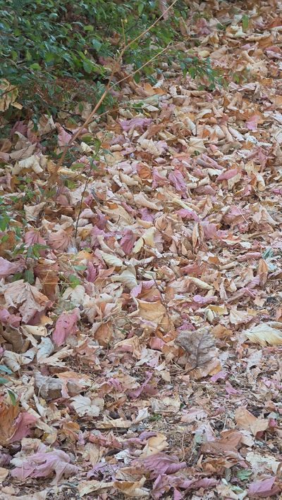 Autumn leaves 4.jpg