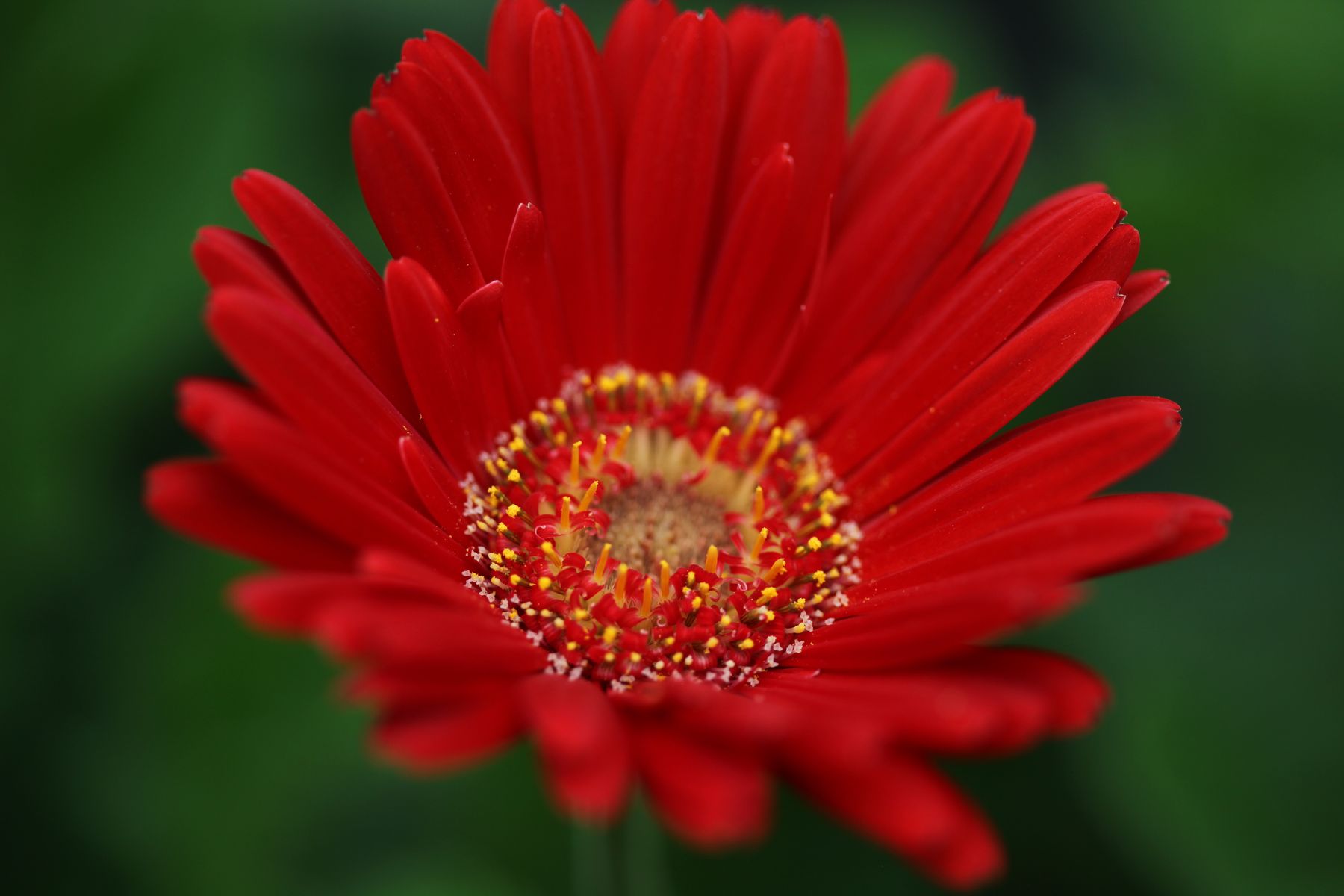 Gerbera Rachel 