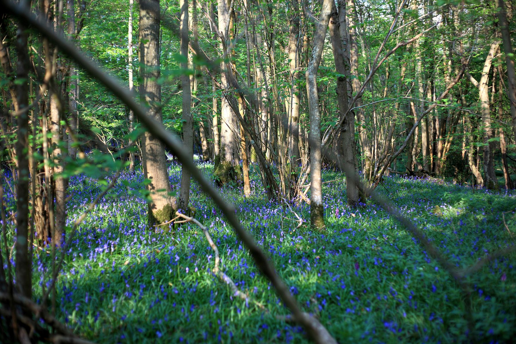 Woodlands.co.uk                                                                                                      