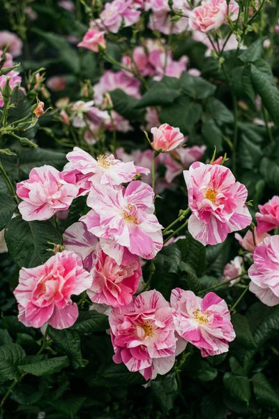 David Austin Roses receive 29th Gold for ‘The King’s Rose’ Showcase at RHS Chelsea Flower Show 2025