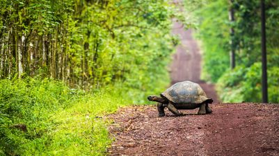 Galapagos giant tortoise crossing straight dirt road