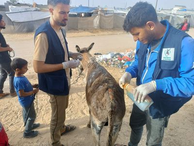 The Safe Haven team treating a foal at a refugee camp.jpeg