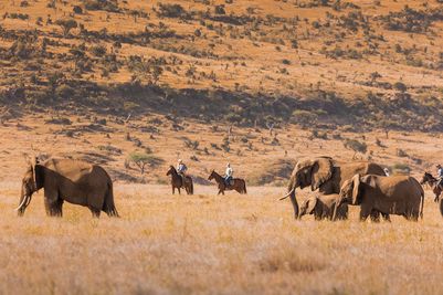 Horses and elephant 2.jpg