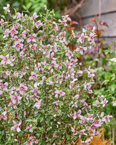 Philadephus 'petite perfume pink'