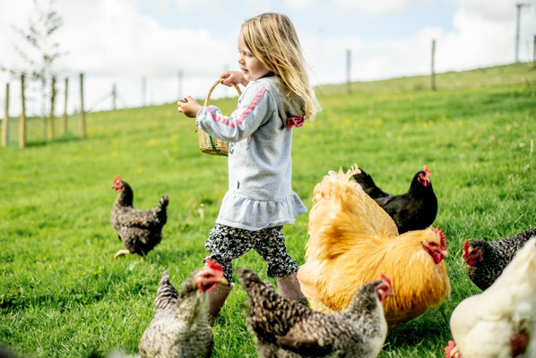 little_girl_feeding_chickens_on_farm.png